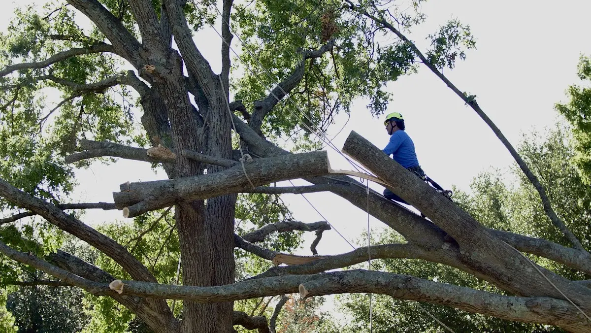 Professional Crown Thinning performed by certified arborists in Glade Park