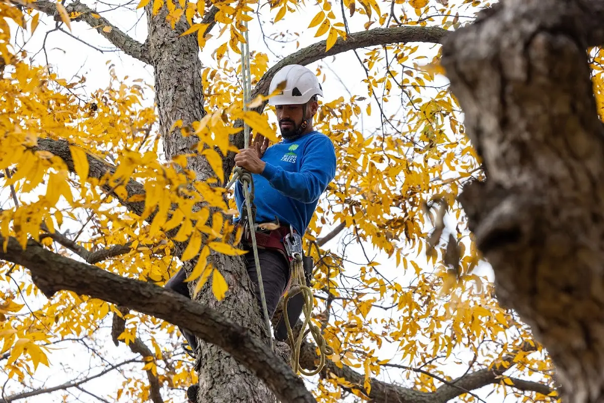 Skilled Tree Pruning crew working in Glade Park